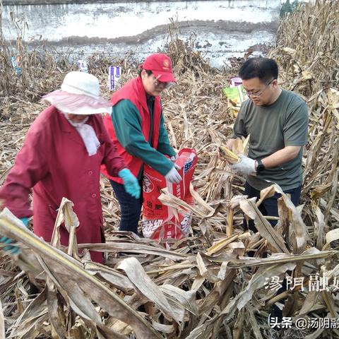 汤阴最新天气观察与解读